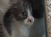 5 generation pedigree Siberian kittens READY