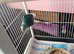 1 pair of kakarikis