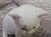 Beautiful female blue & green kitten looking for new forever home