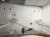 Zebra finches