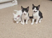 Bkk/white kittens ready to go ASAP 1 BOY 1 GIRL