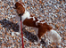 Beautiful Cavalier King Charles for sale