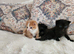 Kittens ready August 20th