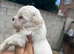 Maltese puppies 2 girls left
