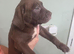 American bully pups ready to leave