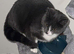 Russian blue