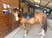 Welsh D Chestnut Gelding