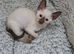 Pure sparkling blue eye siamese kittens