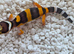 Baby leopard geckos