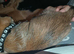 Puppies ready Togo 2nd of November