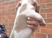 Pieblad stunning miniature dachshund