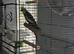 Male cockatiel