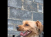 Male Yorkshire terrier 2 yr old