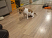 Jack russel