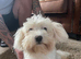 Toy Maltese pure 6 half mths old