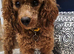 Cockapoo puppies