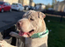 1YEAR OLD MALE REHOMING