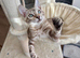 Mink bengal perfect personality Sociable boy!