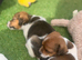 Jack Russell puppies