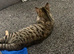 7/8 month old girl kitten