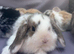 Lovely soft fluffy friendly mini lops