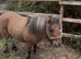 Beautiful Shetland dun mare