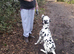 Stunning Dalmatian Dog for sale