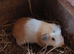 Baby guinea pig