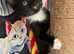 RAGDOLL MIX BOY READY NOW
