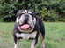 Black and Tan English bulldog stud