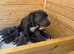 Staffy