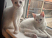 4 gorgeous kittens looking for their forever homes