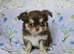 Stunning Russian/Thai long coat puppies