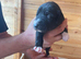 Bedlington whippet puppies