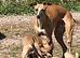 Whippet Puppies READY NOW