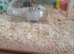 Dwarf hamster