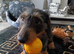 Lovley female wiredhaired dachshund