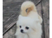 Stunning pet boy available