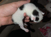 3 beautiful kittens
