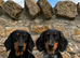 Dachshund