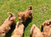 KC Standard Poodle Puppies