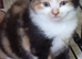 2 beautiful  female kittens