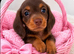 Beautiful long hair dachshunds