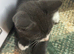 3 little kittens