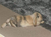 Female Netherland dwarf + mini lop