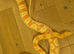 Female Amel Corn Snake Proven Breeder
