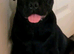 2nd Generation Frug.