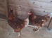 Pakistan  chicken