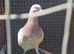 Mulenan Hen
