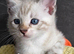 Pure breed Bengal Kittens